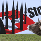 A cow stands in a meadow next to a display advertising the initiative against the construction of new minarets (contre la construction des minarets) in Switzerland